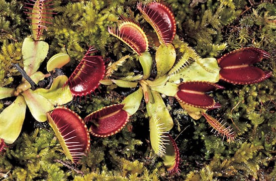 Trampas de plantas carnívoras: convergencia evolutiva