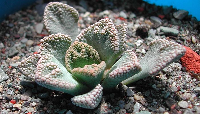 Titanopsis