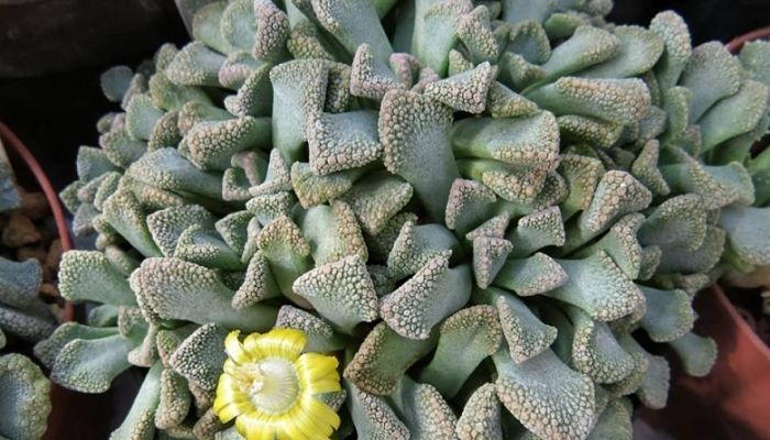 titanopsis