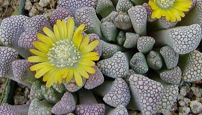 titanopsis