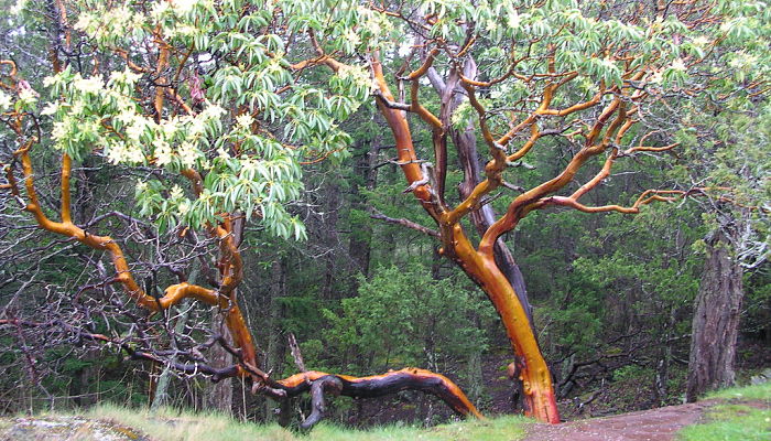 variedades de tlascal