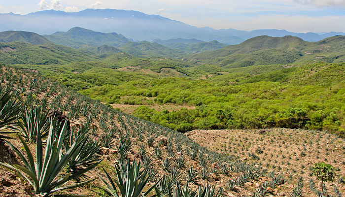 origen de la tóbala