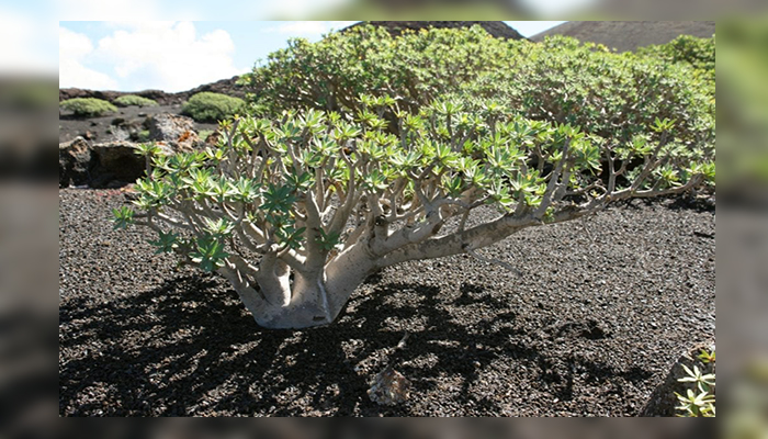 Euphorbia regis-jubae