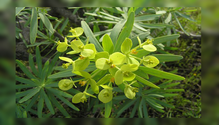 Tolda (tabaiba salvaje: Euphorbia regis-jubae)