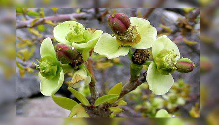 Flores femeninas de Tolda (tabaiba salvaje. Euphorbia regis-jubae)