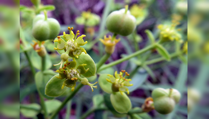 Flores masculinas de Tolda (tabaiba salvaje. Euphorbia regis-jubae)