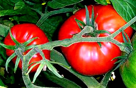 Tomates en tomatera