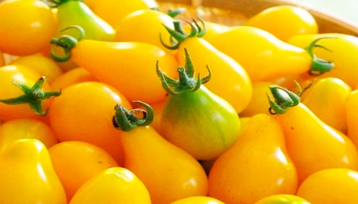 Tomate Pera Amarilla. Origen,
Descripción, Cultivo, Cuidados,
Propiedades