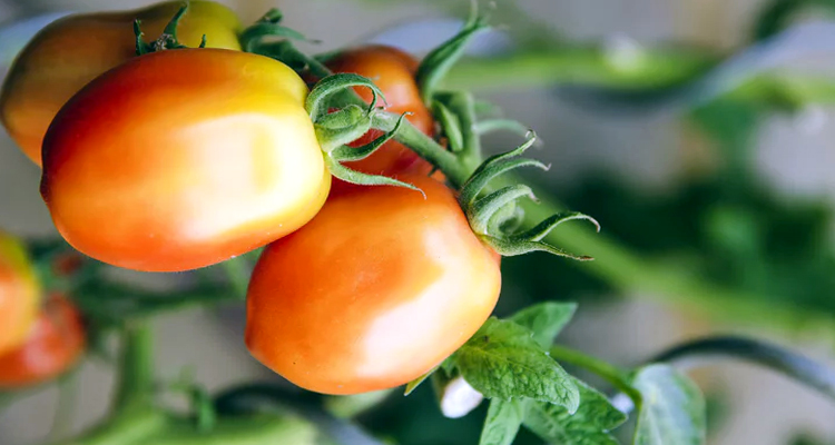 Todo sobre tomates pera