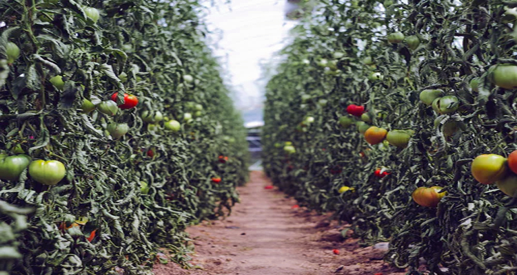 Todo sobre tomates pera