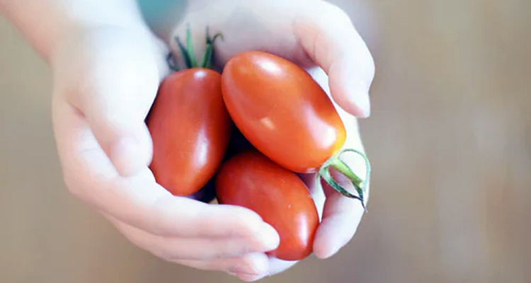 Todo sobre tomates pera