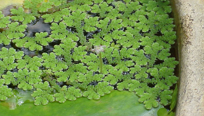 planta de estanque decorativa