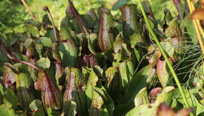 planta de estanque