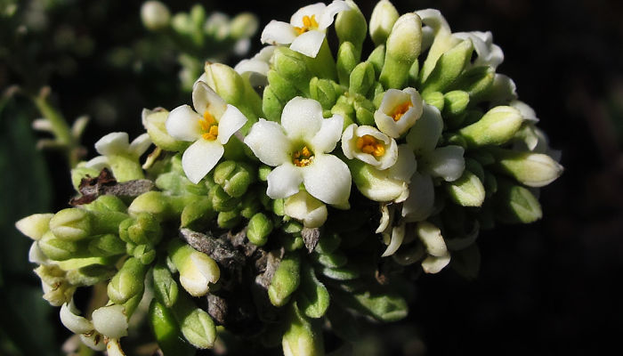 flores de torvisco