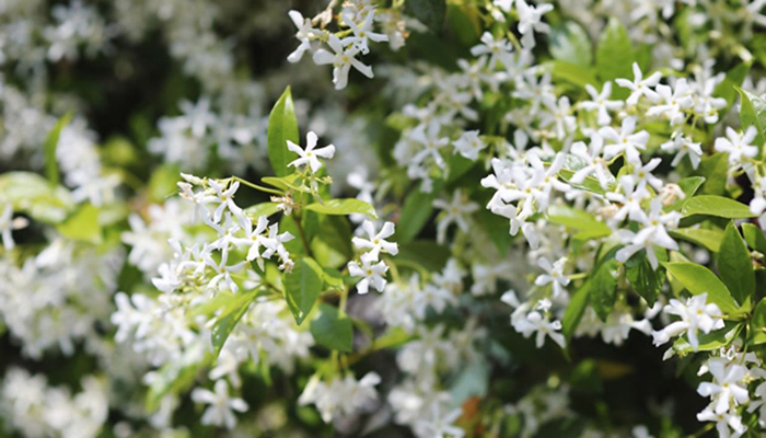 Trachelospermum jasminoides