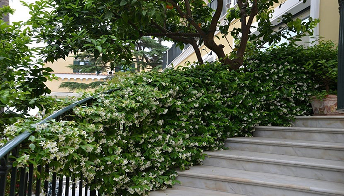 Trachelospermum en escaleras