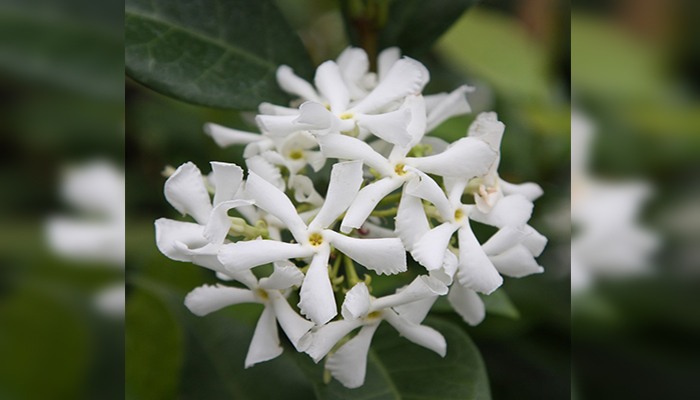 Trachelospermum jasminoides