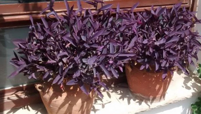 Tradescantia morada en maceta