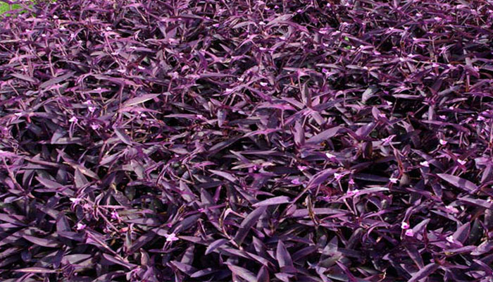 Tradescantia morada