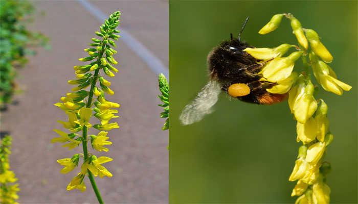 Trébol amarillo (Melilotus officinalis) 