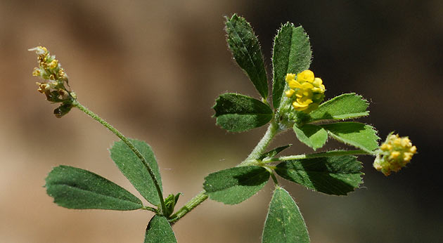 Trébol campestre flor