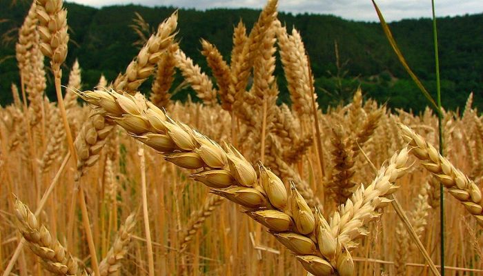 cultivo de trigo