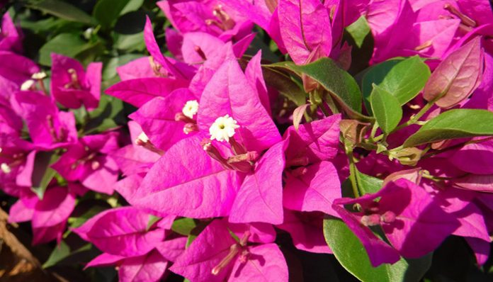 Bracteas magenta de buganvilla con las flores blancas en el centro