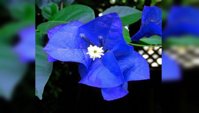 Imagen de una buganvilla con bracteas de color azul intenso