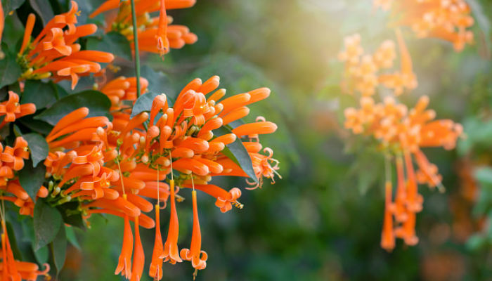 flores de trompeta naranja