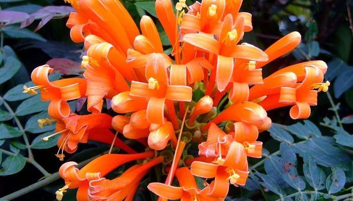 flores trompeta naranja