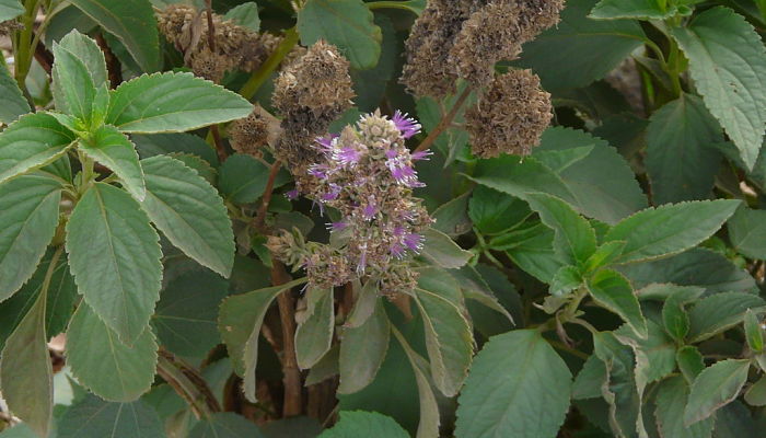 Tulasi. Origen, Descripción, Cultivo,
Cuidados, Propiedades