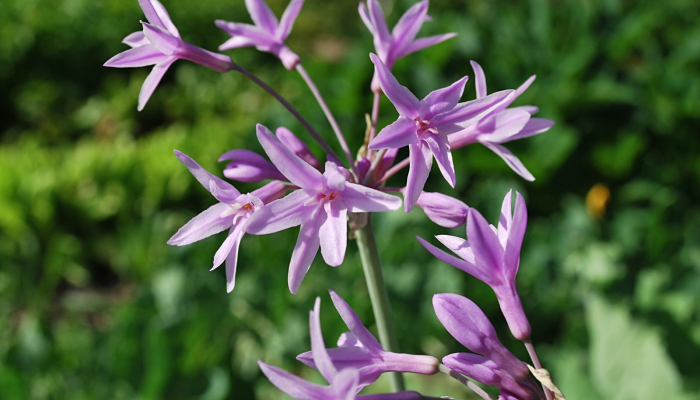 planta tulbaghia