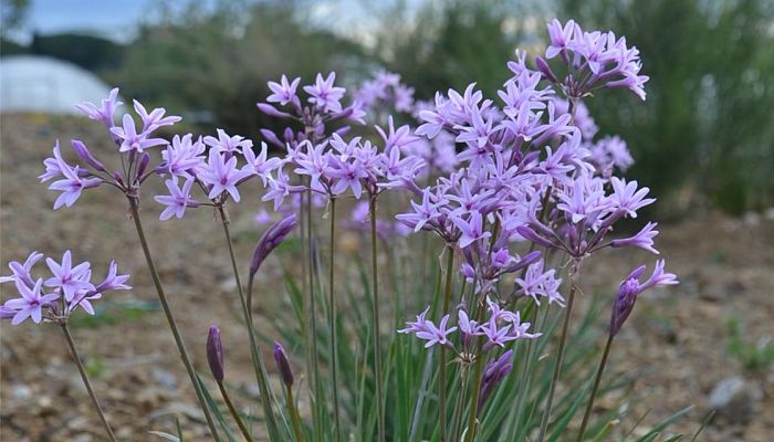 Tulbaghia violacea