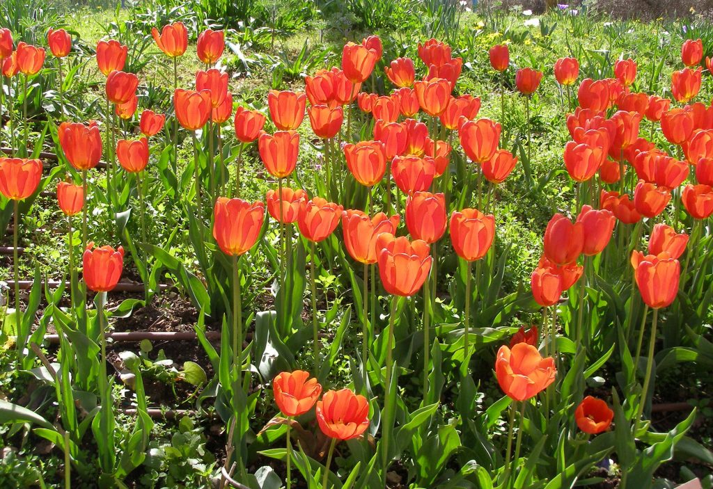 Tulipa gesneriana