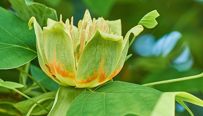 flores del tulipero de virginia