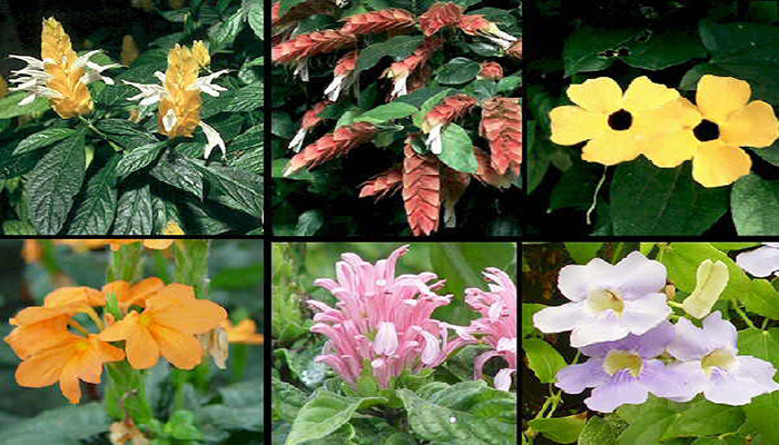 Variedades de Thunbergia grandiflora