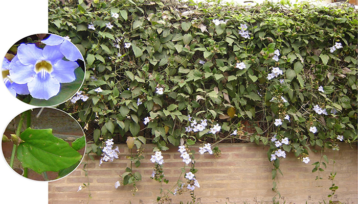 Thunbergia grandiflora