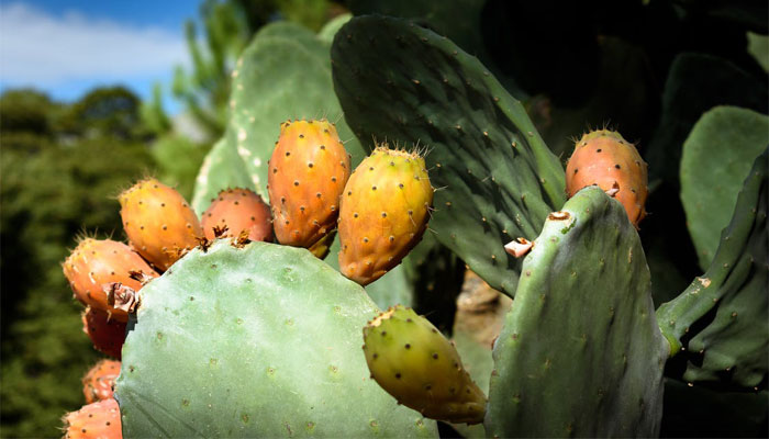 Tuna-Blanca-o-Nopal