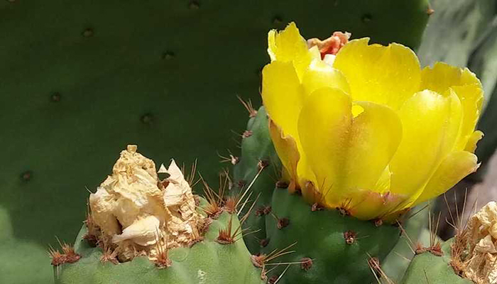 Flor de tuna española