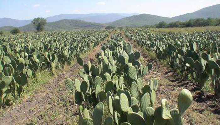 opuntia ficus indica cultivo