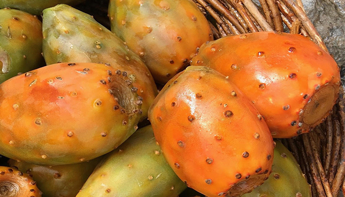 opuntia ficus-indica Frutos