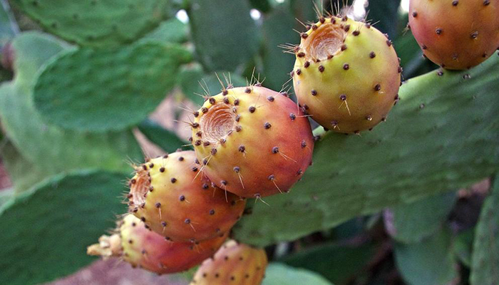 Tuna española Opuntia ficus