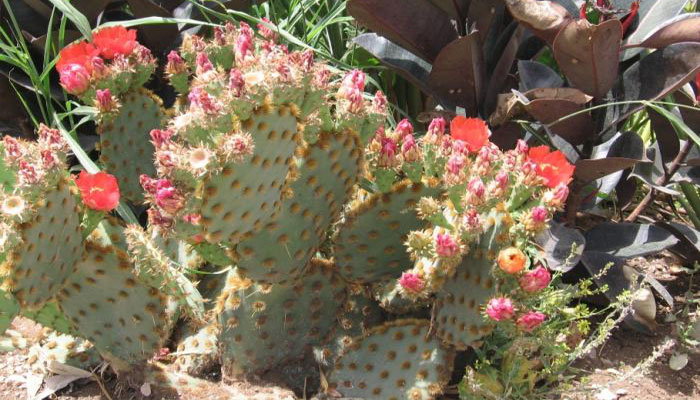 Tunera (Opuntia aciculata)