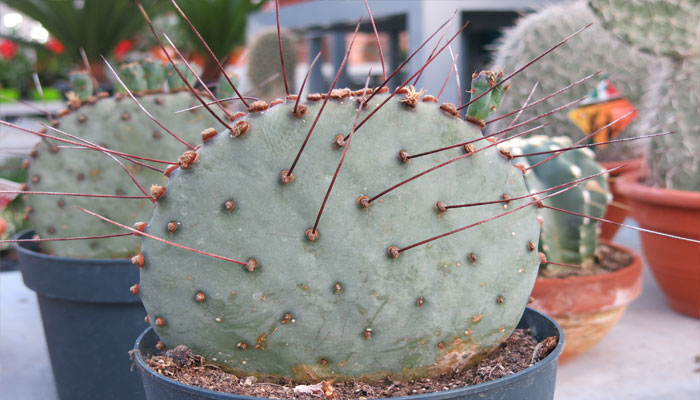 Opuntia azurea