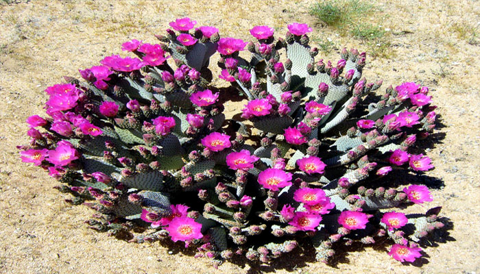 Opuntia basilaris