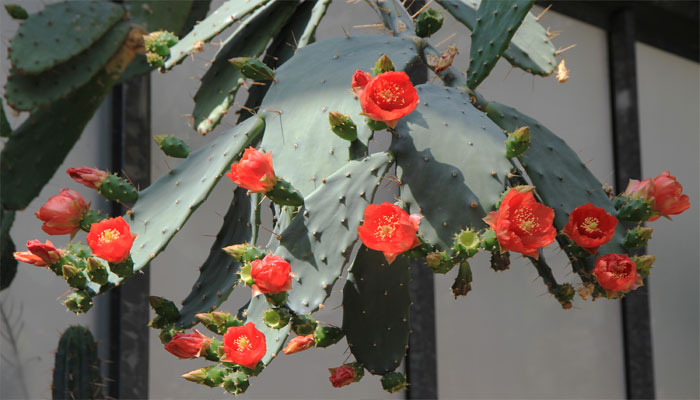 Opuntia elatior