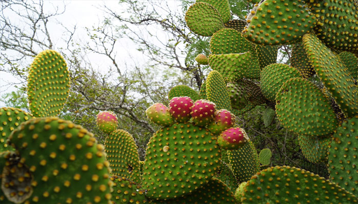 Tunera (Opuntia microdasys)