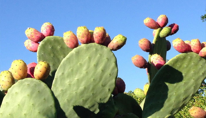 Tunera (Opuntia ficus-indica)