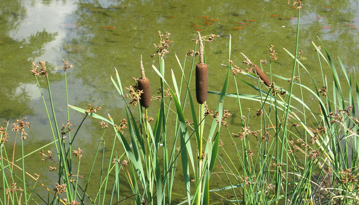 la Typha crece en una variedad de tipos de suelo