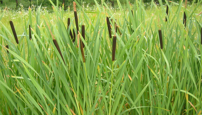 Typha latifolia